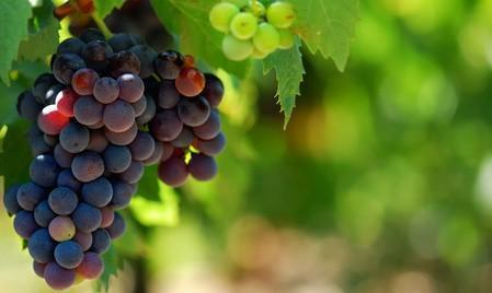 Growing Grapes for Wine